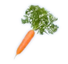 Karotte